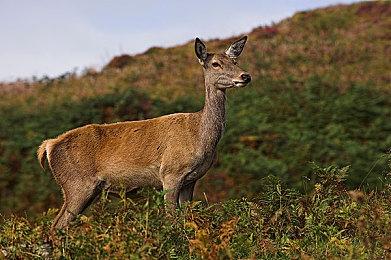 《传说之下》十周年纪念版即将发布！ 新增内容引热议